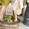 Overview Wine Making